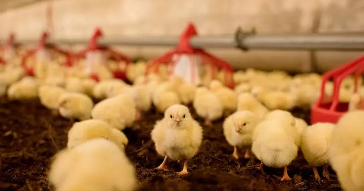It is totally okay to be a chicken and stay indoors - HKFoods