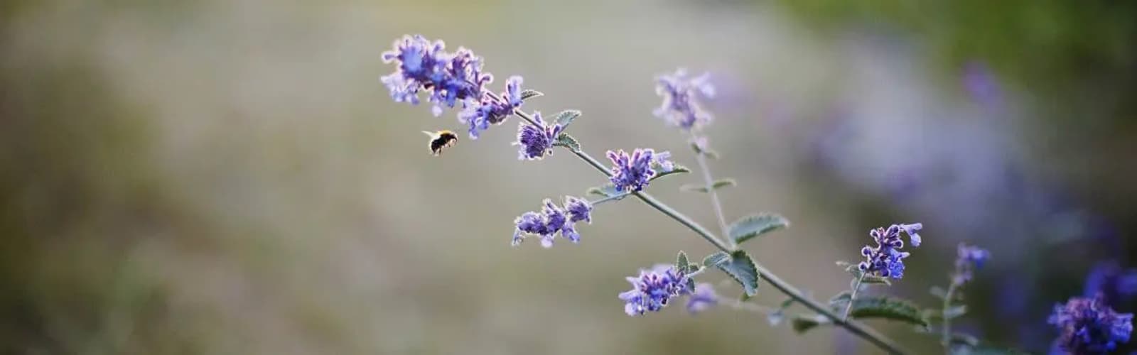 kukka ja mehilainen 1200X361