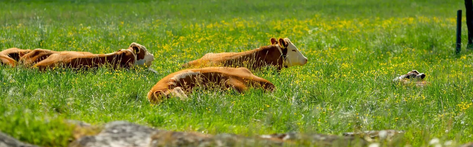 HKFoods Friskala Hero