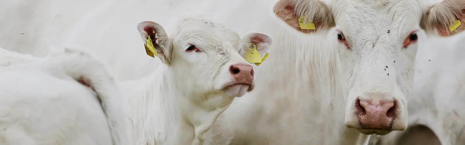 HKScan lresponsibility01 2