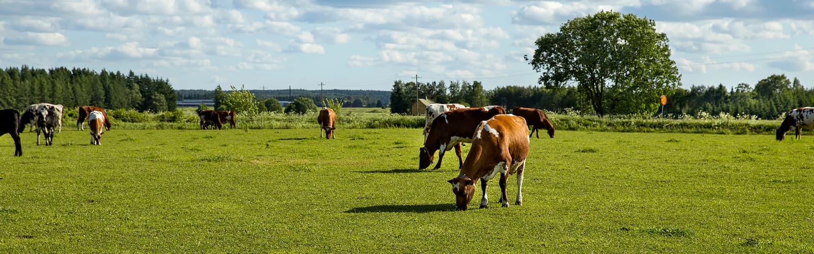 HKScan vastuullisuus 3