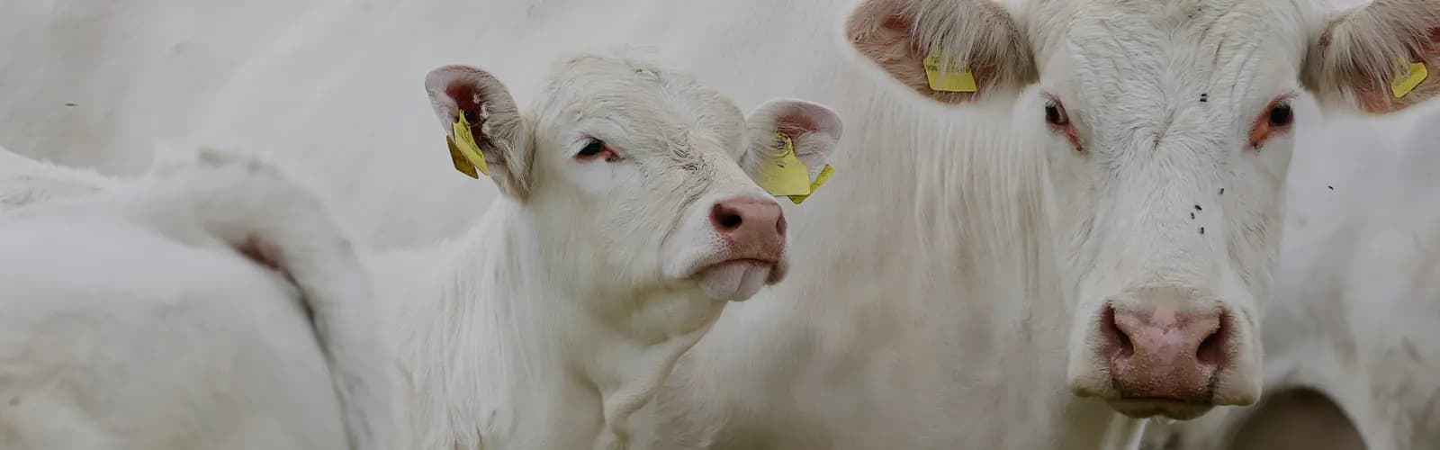 HKScan lresponsibility01