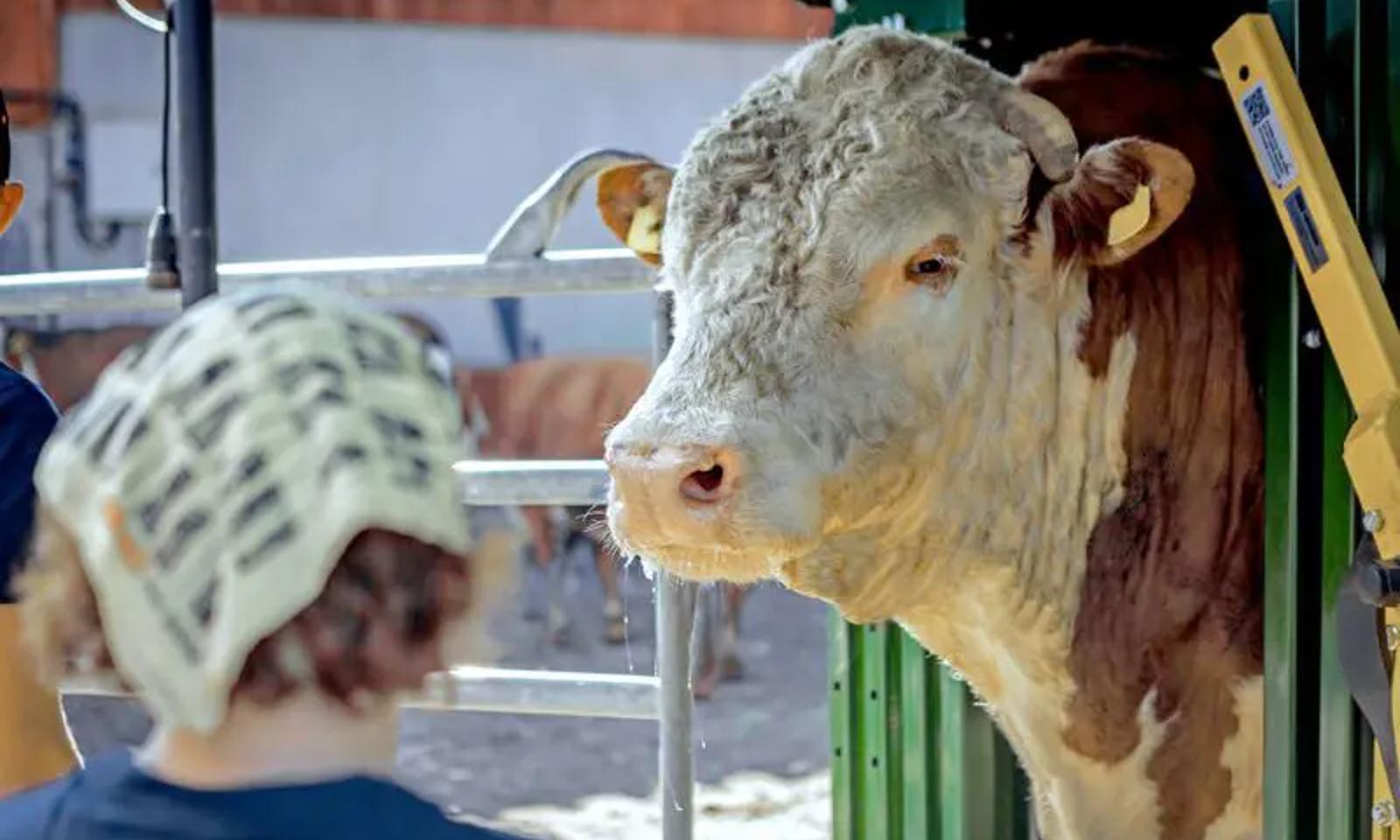 HKFoods SalmensuunTila netti