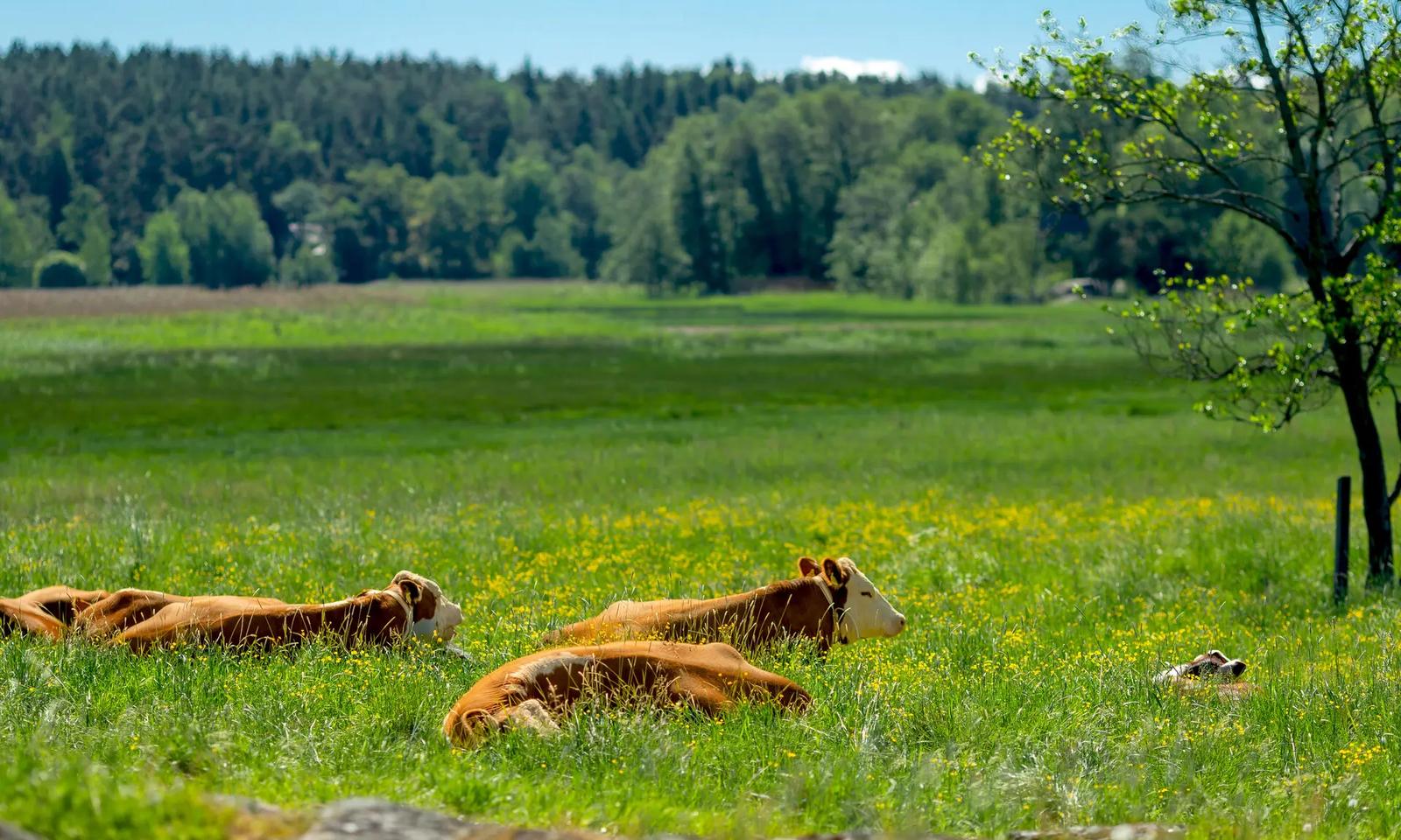 HK FriskalaTku 6607 (1)