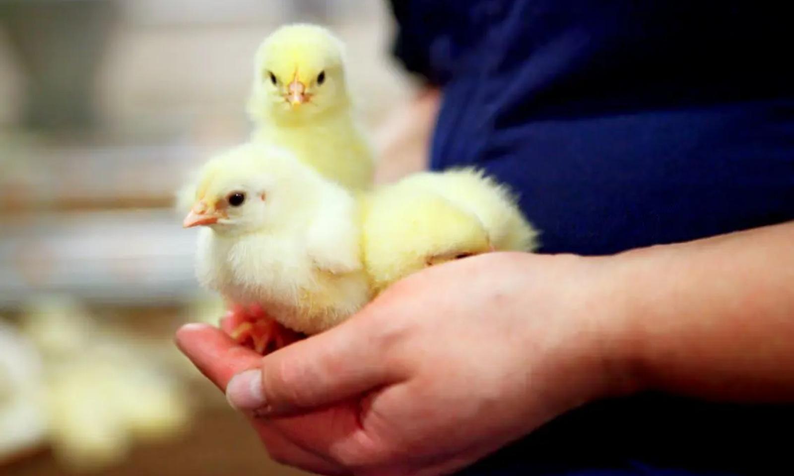 broilerin hiilijalanjälki