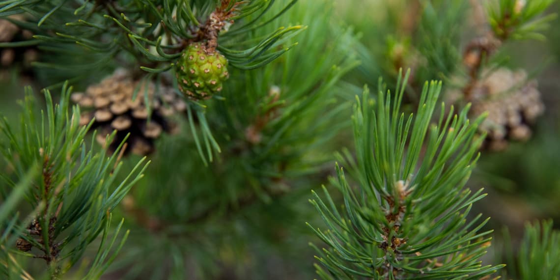 HKFoods Metsäkatoasetus crop