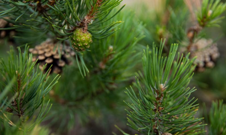 HKFoods Metsäkatoasetus crop