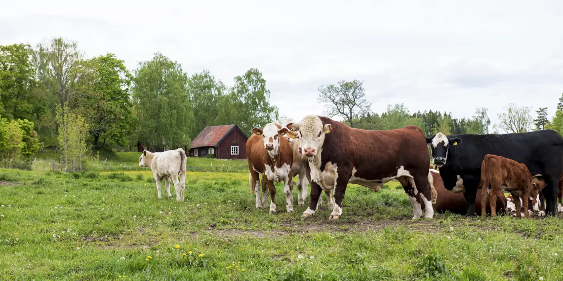 Abbotnäs Säteri 09 1