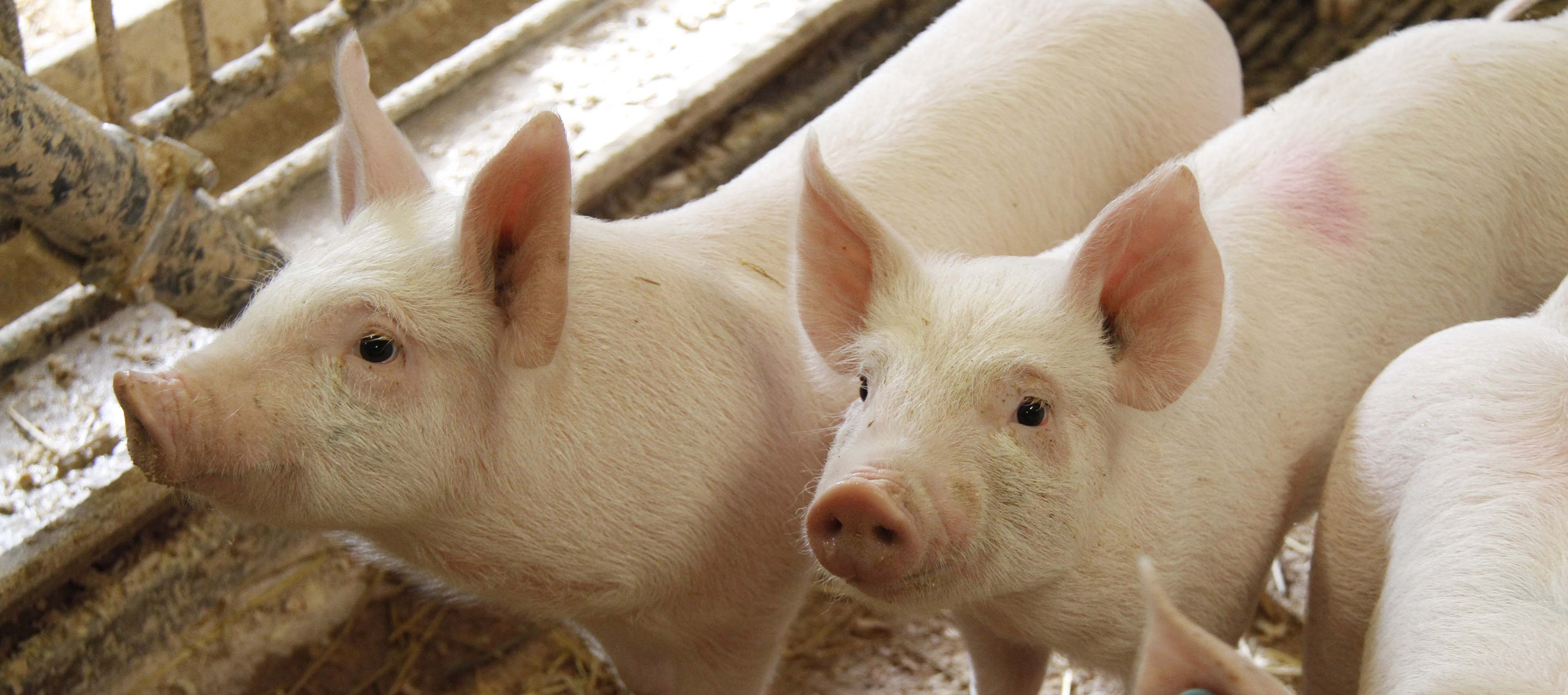 Pigs