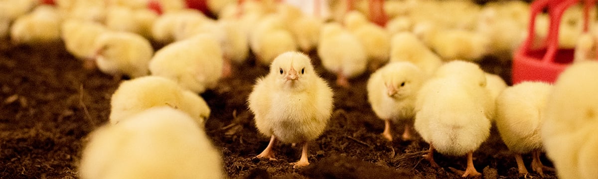 Little chickens - Birds are reared indoors in separate chicken houses where the solid floor is covered with fresh litter.