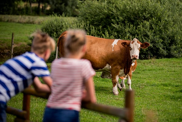 hkscan cattle