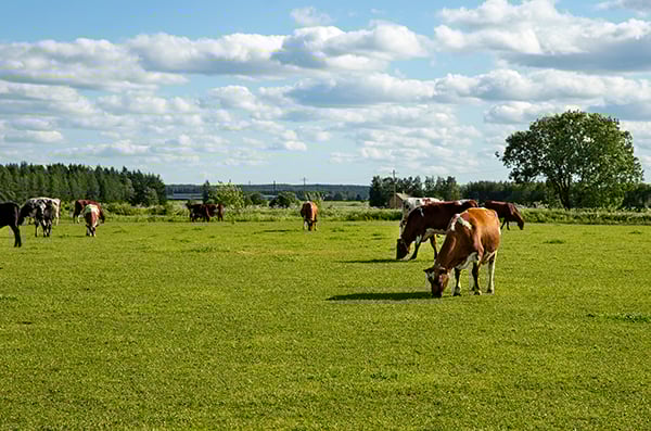 hkscan cattle carbon footprint