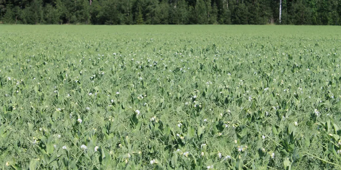 ARVO lannoite toimii palkokasveille