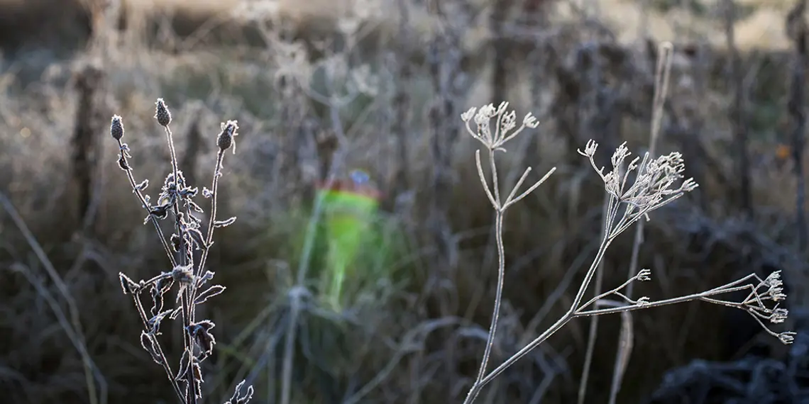 Nature frosty landscape vaaka