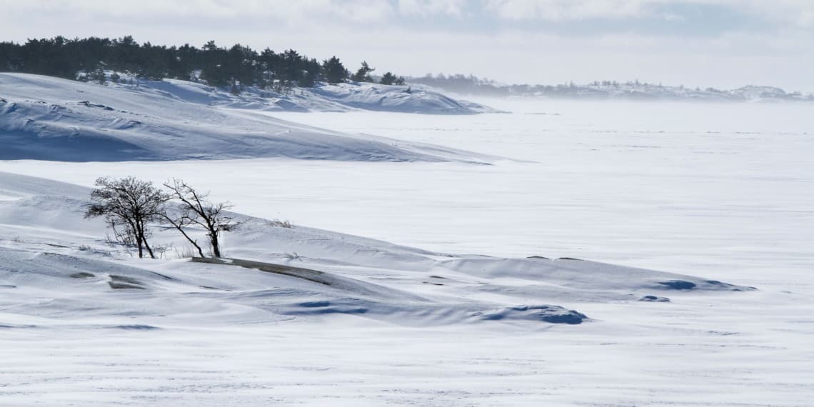 naudanlihan vienti Suomesta