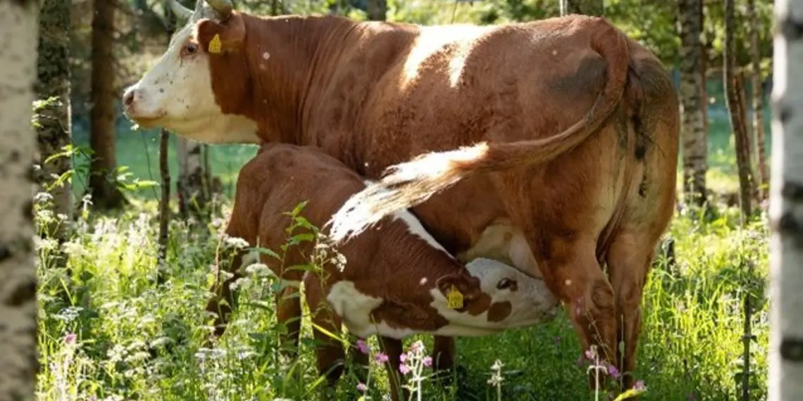 Marisa Laasonen näyttely 2