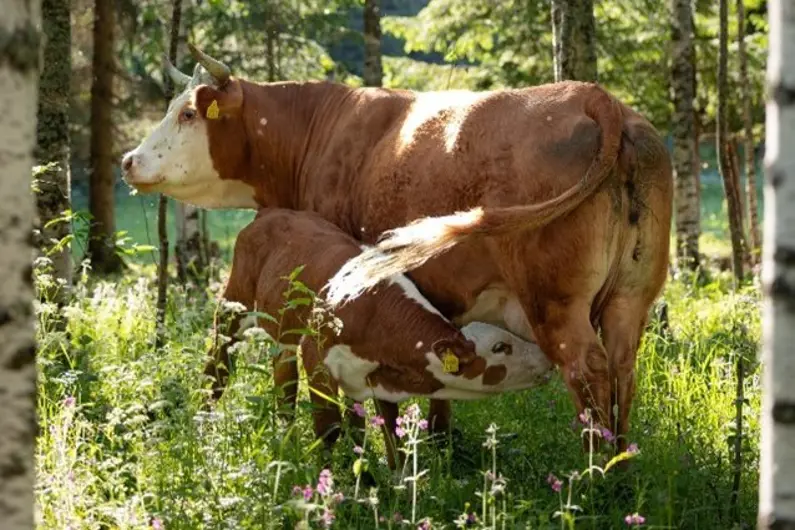 Marisa Laasonen näyttely 2