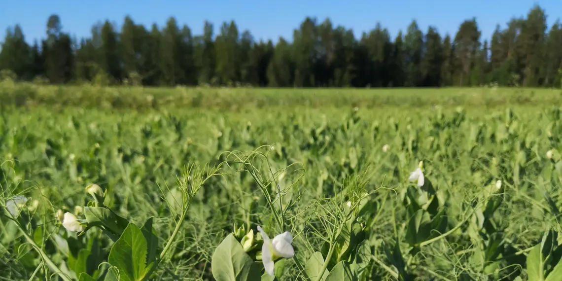 HKScan jalava herne 2020