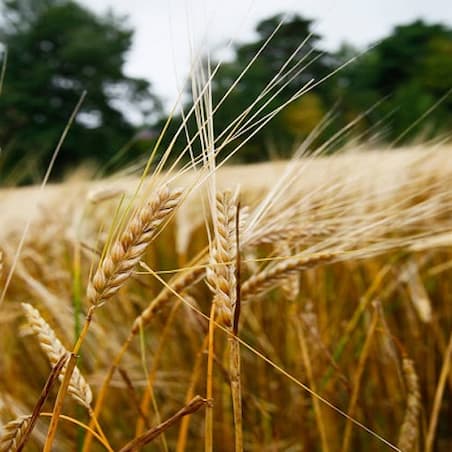Nature field