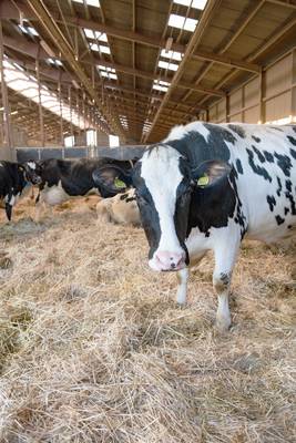 Tvaaker_Cattle01.jpg