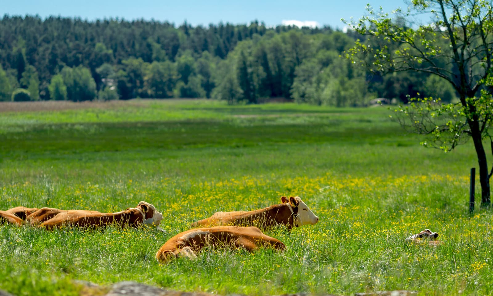 HK FriskalaTku 6607 (1)