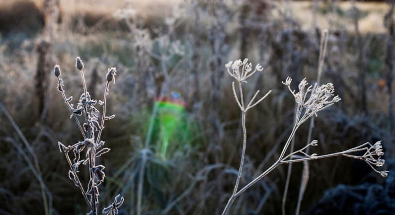 Nature frosty landscape vaaka