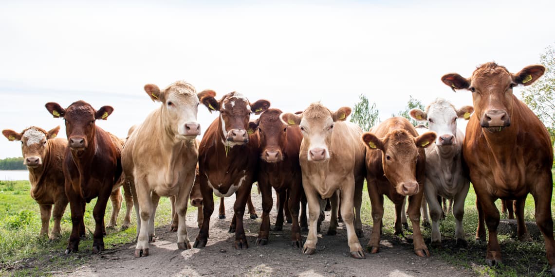 HKScan Next Generation cattle