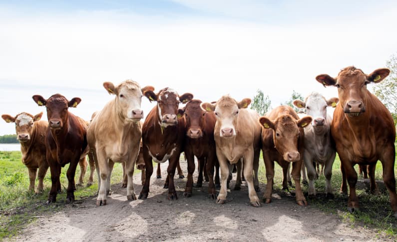 HKScan Next Generation cattle