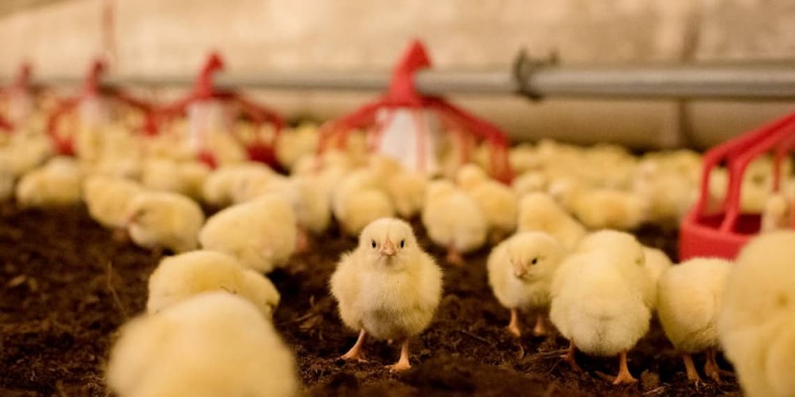 Chicken header 2 web