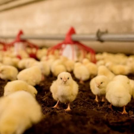 Chicken header 2 web